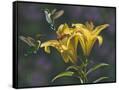 Canvas Black