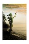 Where the Trees Stand-Jeff Madison-Framed Art Print