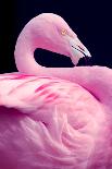 Chilean Flamingo Portrait-Jeff McGraw-Framed Stretched Canvas