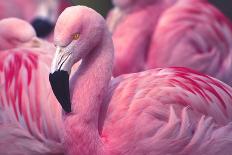 Chilean Flamingo Portrait-Jeff McGraw-Framed Stretched Canvas