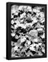 Essential Black