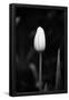 Essential Black
