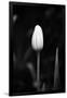 Gramercy Black