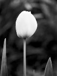 entral Park As Above So Below-Jeff Pica-Photographic Print