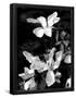 Essential Black