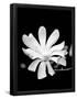 Essential Black