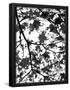 Essential Black