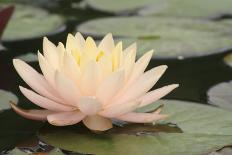 Pond Lily Peach Lily in Pads-Jeff Rasche-Photographic Print