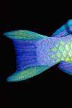 Guineafowl Pufferfish Inflated At Night (Arothron Meleagris) Galapagos, Pacific-Jeff Rotman-Photographic Print