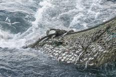 Fishermen Sorting Haddock (Melanogrammus Aeglefinus)-Jeff Rotman-Photographic Print