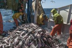 Fishermen Sorting Haddock (Melanogrammus Aeglefinus)-Jeff Rotman-Photographic Print