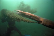 Hauling in Dragger Net Filled with Haddock (Melanogrammus Aeglefinus)-Jeff Rotman-Photographic Print