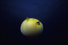 Guineafowl Pufferfish Inflated At Night (Arothron Meleagris) Galapagos, Pacific-Jeff Rotman-Framed Photographic Print