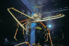 Japanese Giant Spider Crab (Macrocheira Kaempferi) World'S Largest Crustacean In Tokyo Aquarium-Jeff Rotman-Photographic Print