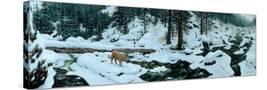 Stretched Canvas