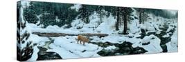 Stretched Canvas