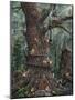 Wood Mount