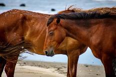 Corolla Wild Horses-Jeff Yount-Photographic Print