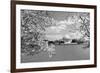 Jefferson Memorial with cherry blossoms, Washington, D.C. - Black and White Variant-Carol Highsmith-Framed Art Print