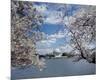 Jefferson Memorial with cherry blossoms, Washington, D.C.-Carol Highsmith-Mounted Art Print