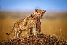 Brothers for Life-Jeffrey C. Sink-Photographic Print