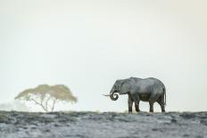 Kilimanjaro and the Quiet Sentinels-Jeffrey C. Sink-Photographic Print