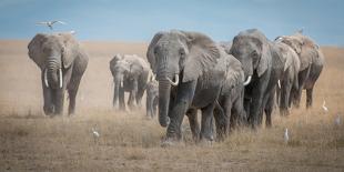 Amboseli Morning Stroll to Starbucks-Jeffrey C. Sink-Stretched Canvas