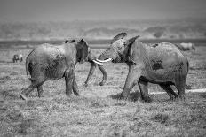 Kilimanjaro and the Quiet Sentinels-Jeffrey C. Sink-Framed Photographic Print