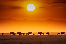 Kilimanjaro and the Quiet Sentinels-Jeffrey C. Sink-Photographic Print