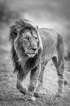 Training, because the lions await.-Jeffrey C. Sink-Photographic Print