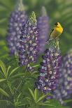 Goldfinch Lupine-Jeffrey Hoff-Giclee Print