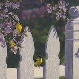 Goldfinch Trio-Jeffrey Hoff-Giclee Print