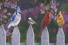 Goldfinch Trio-Jeffrey Hoff-Giclee Print