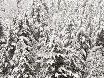 Heavy Snow Hangs on Trees Along Hurricane Ridge-Jeffrey Phelps-Framed Photographic Print