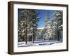 Jeffrey Pine Covered with Snow, Inyo National Forest, California, USA-Adam Jones-Framed Premium Photographic Print