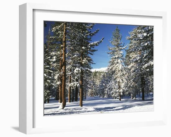 Jeffrey Pine Covered with Snow, Inyo National Forest, California, USA-Adam Jones-Framed Premium Photographic Print