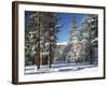 Jeffrey Pine Covered with Snow, Inyo National Forest, California, USA-Adam Jones-Framed Photographic Print