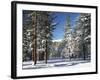 Jeffrey Pine Covered with Snow, Inyo National Forest, California, USA-Adam Jones-Framed Photographic Print