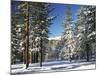 Jeffrey Pine Covered with Snow, Inyo National Forest, California, USA-Adam Jones-Mounted Photographic Print