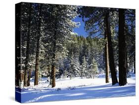 Jeffrey Pine Covered with Snow, Inyo National Forest, California, USA-Adam Jones-Stretched Canvas