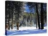 Jeffrey Pine Covered with Snow, Inyo National Forest, California, USA-Adam Jones-Stretched Canvas