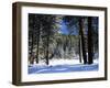 Jeffrey Pine Covered with Snow, Inyo National Forest, California, USA-Adam Jones-Framed Photographic Print