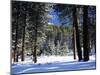 Jeffrey Pine Covered with Snow, Inyo National Forest, California, USA-Adam Jones-Mounted Photographic Print