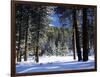 Jeffrey Pine Covered with Snow, Inyo National Forest, California, USA-Adam Jones-Framed Photographic Print