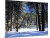 Jeffrey Pine Covered with Snow, Inyo National Forest, California, USA-Adam Jones-Mounted Photographic Print