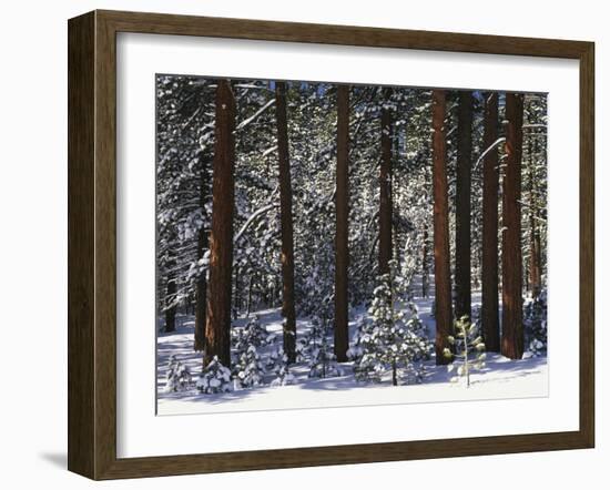 Jeffrey Pine Covered with Snow, Inyo National Forest, California, USA-Adam Jones-Framed Premium Photographic Print