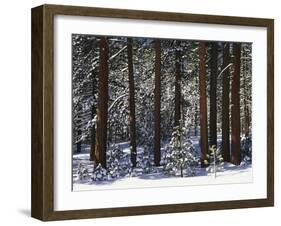 Jeffrey Pine Covered with Snow, Inyo National Forest, California, USA-Adam Jones-Framed Premium Photographic Print