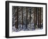 Jeffrey Pine Covered with Snow, Inyo National Forest, California, USA-Adam Jones-Framed Premium Photographic Print