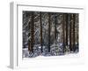 Jeffrey Pine Covered with Snow, Inyo National Forest, California, USA-Adam Jones-Framed Premium Photographic Print