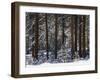 Jeffrey Pine Covered with Snow, Inyo National Forest, California, USA-Adam Jones-Framed Photographic Print